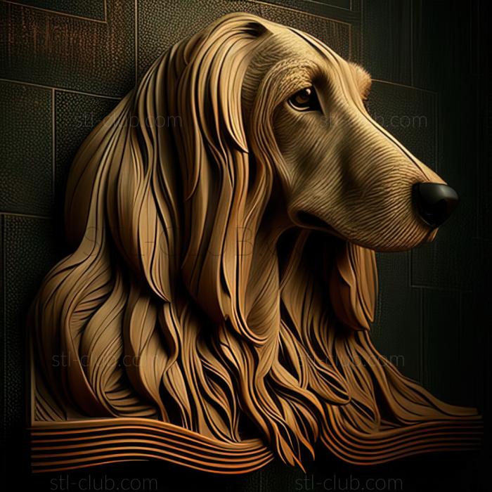 st The Afghan Hound dog